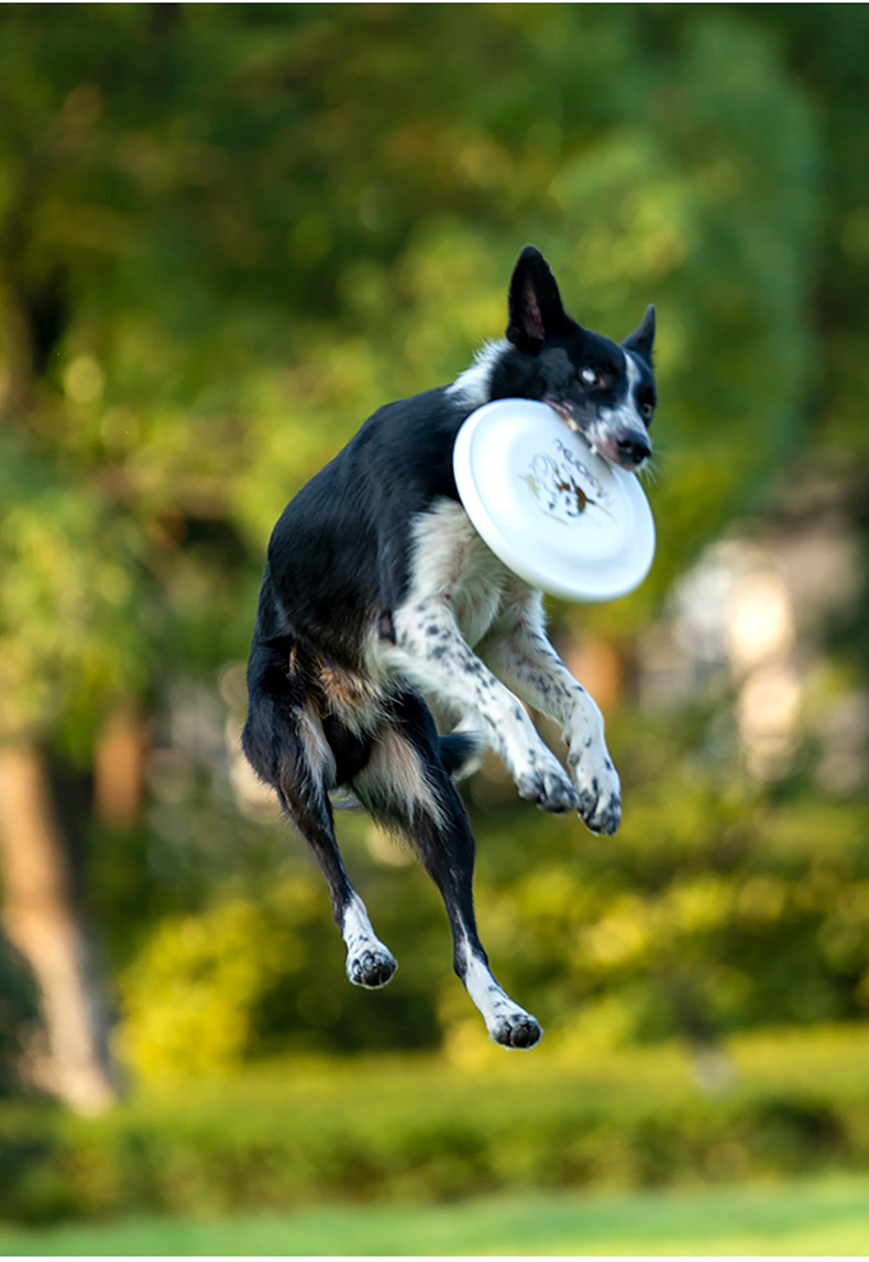 OUZEY Bite Resistant Pet Train - đánh giá và giá Flying Disc Dog Training Toy
