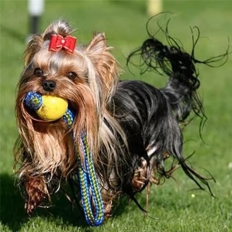 1pc Teeth Indestructible Bite  - đánh giá và giá Indestructible Dog Chew Toy