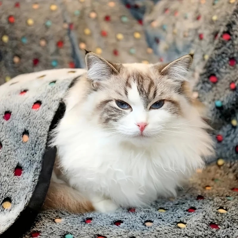 3PCS Soft Fluffy Pet Blanket C - đánh giá và giá Pet Beds